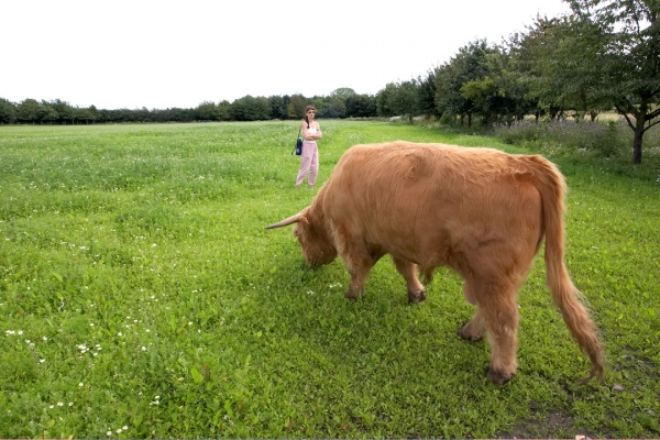 Ross Eating, Marjorie Watching
Ross released into Birchfields 1 --- ten acres of greenery for Ross and Betty to share together.
Keywords: Ross of Bien Esk Highland bull Highland cattle Marjorie Birchfields grass greenery