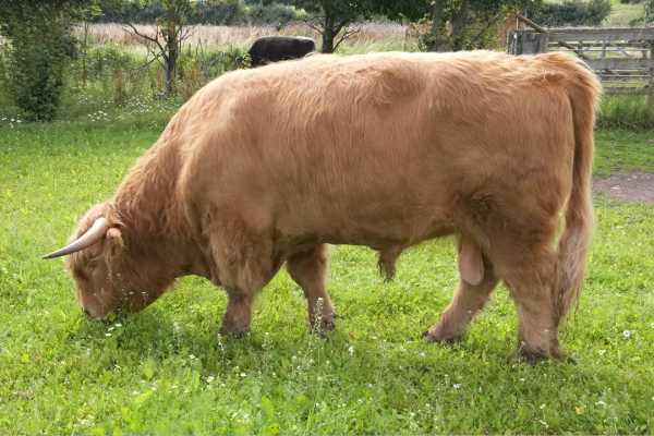 Ross of Bien Esk with Betty in the Background
Avainsanat: Ross of Bien Esk Highland cattle Highland bull Betty