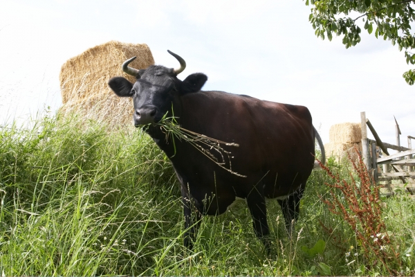 Who needs hay?!
Keywords: Betty Gloucester Cow