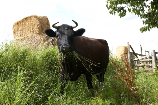 This is all mine!
Keywords: Betty Gloucester cow