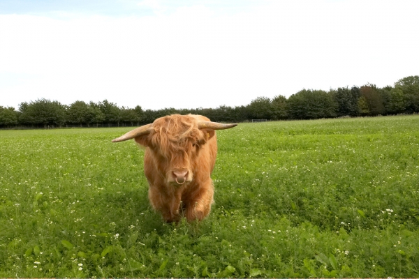 Ross at Birchfields 1
Look at all the greenery . . . 
Klíčová slova: Ross of Bien Esk Highland bull Highland cattle greenery Birchfields 1