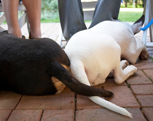 Black and White
Tapa (Black) and Mana (White) with their tails together, beneath the table on the patio at dinner time.
Keywords: Tapa Mana black and white tails English Bull Terriers bullies bully dog