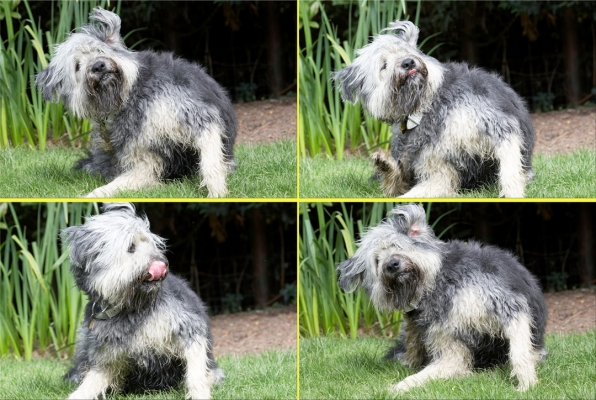 Shakin' it all about
Keywords: Wally Briard X