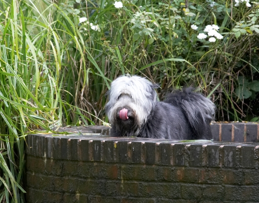 Hey, who needs clean drinking water!
Anahtar kelimeler: Wally Collie X tongue