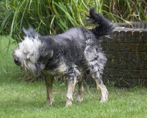 Twist and shake!
Keywords: Wally Briard X