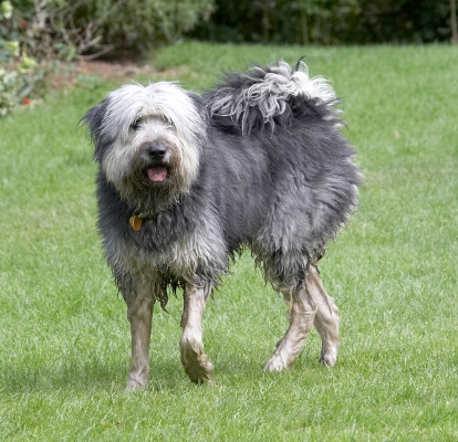 ........... see, good as new
Keywords: Wally Briard X