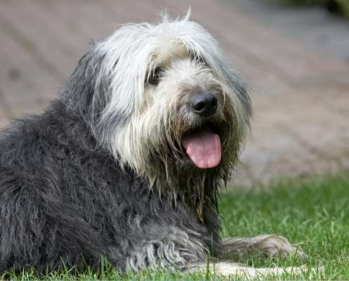 After all that shaking, I gotta rest
Keywords: Wally Briard X
