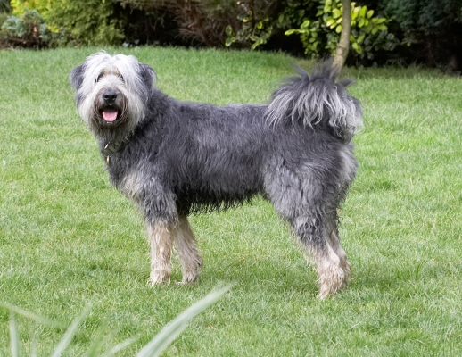 C'mon, let's go ...........
Palabras clave: Wally Briard X