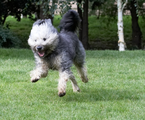 Look, I'm flying
Ключевые слова: Wally Briard X