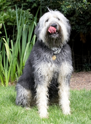 Yummmmmmmmmm
Keywords: Wally Briard X tongue