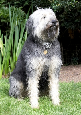 Who's a handsome boy then
Palabras Clave: Wally Briard X