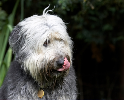 Lip smackin' good
Ключевые слова: Wally Briard X tongue