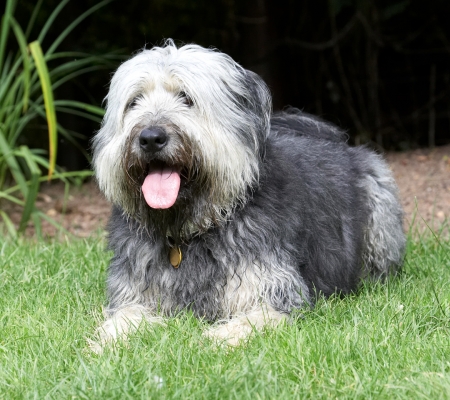 Gotta chill out now
Trefwoorden: Wally Briard X tongue