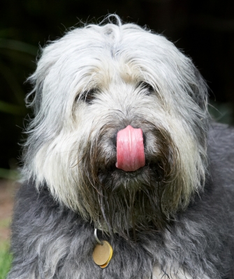 Gotta get it all ...........
Anahtar kelimeler: Wally Briard X tongue