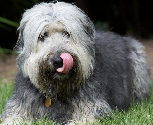 ........... every last bit
Schlüsselwörter: Wally Briard X tongue