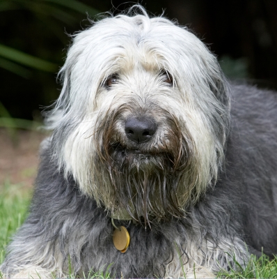 Hey, who you calling funny face
Palabras clave: Wally Briard X