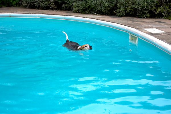 Look at me, swimming all by myself
Keywords: Hattie Beagle It's Me or the Dog