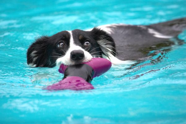 I am having fun
Keywords: Tess Border Collie