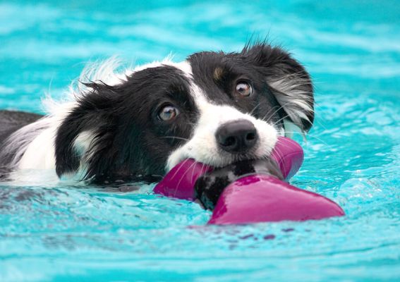 I'm good at retrieving aren't I!
Keywords: Tess Border Collie