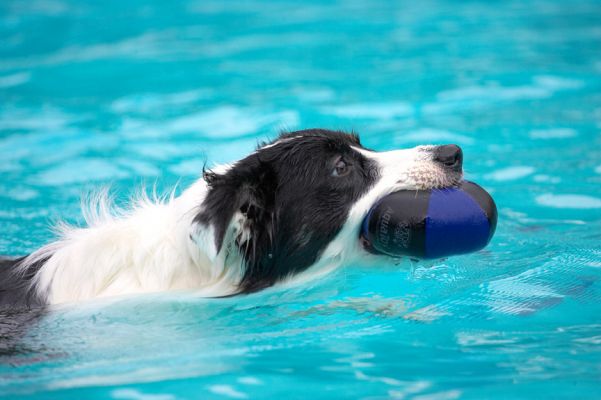 And now I'll bring the ball back
Ключові слова: Tess Border Collie