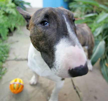 Gucci With The "Big Nose" Lens
I have a lens that makes dog's noses seem larger and their bodies smaller.  Marjorie and I call it the "big nose" lens.  I'm not sure that a "big nose" lens is needed for bull terriers.  Here's Gucci posing.
Palabras Clave: Gucci big nose lens miniature bull terrier Lucies Farm dog hotel dog boarding