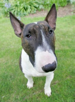 Gucci Posing for the Camera
Anahtar kelimeler: Gucci minature bull terrier posing Lucies Farm dog hotel dog kennel dog boarding