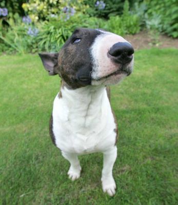 Gucci With Her Nose in the Air
Looking suitably above it all . . .
Schlüsselwörter: Gucci nose minature bull terrier Lucies Farm dog hotel dog boarding dog kennel