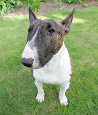 Gucci
Palabras clave: Gucci minature bull terrier dog hotel dog boarding dog kennel Lucies Farm