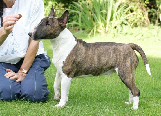 Gucci Wants a Treat
Schlüsselwörter: Gucci treat minature bull terrier dog boarding dog kennel Lucies Farm