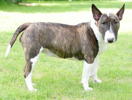 Gucci -- The Minature Bull Terrier
Keywords: Gucci minature bull terrier dog kennel dog boarding Lucies Farm