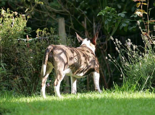 Gucci in the Roses
The shadows from the rose bush almost make Gucci look like a deer or even a wild boar.  Gucci was just sniffing the air, enjoying an English summer afternoon -- with some rare sunshine.
Trefwoorden: Gucci summer afternoon wild boar deer minature bull terrier Lucies Farm dog hotel dog boarding dog kennel