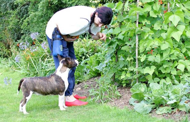 Marjorie Showing Gucci the Runner Beans
Gucci looks so very, very interested in Marjorie's explanation of the details of runner beans.
Palabras clave: runner beans Whitecroft garden Gucci minature bull terrier Marjorie Lucies Farm dog hotel