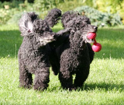 Bali and India and the Red Barbell
Keywords: Bali India minature French poodles dog boarding dog hotel Lucies Farm