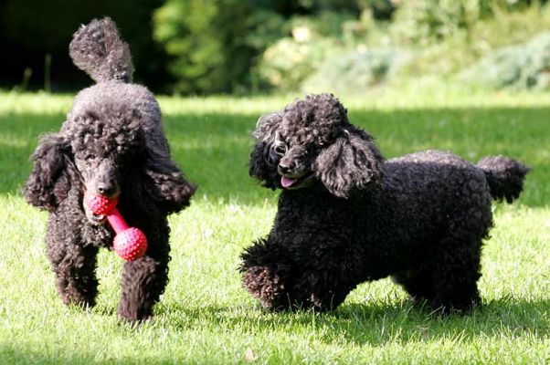 Bali and India
Palabras clave: Bali India Lucies Farm dog boarding dog hotel miniature French poodles