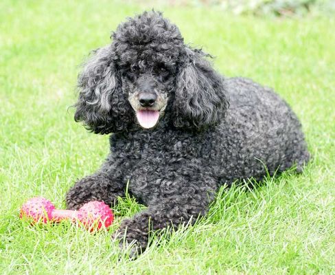 Bali and India
Keywords: Bali India miniature French poodles Lucies Farm dog hotel dog boarding