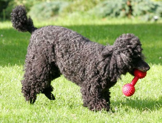 Bali and India
Palabras clave: Bali India miniature French poodles Lucies Farm dog hotel dog boarding