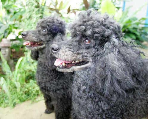 Bali and India
Ключевые слова: Bali India miniature French poodles Lucies Farm dog hotel dog boarding