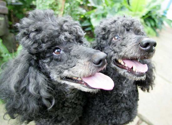Bali and India
Palabras clave: Bali India miniature French poodles Lucies Farm dog hotel dog boarding