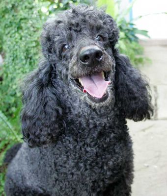 Bali and India
Palabras clave: Bali India miniature French poodles Lucies Farm dog hotel dog boarding