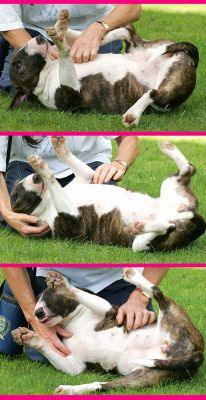 Gucci Having Cuddles
Gucci is a miniature bull terrier.  Today was a nice summer day, and after she'd had her walk, Marjorie and I took Gucci for a long run in the garden.  Here she's having a bunch of cuddles from Marjorie.
Schlüsselwörter: Gucci miniature bull terrier cuddles Marjorie Lucies Farm dog kennel dog boarding