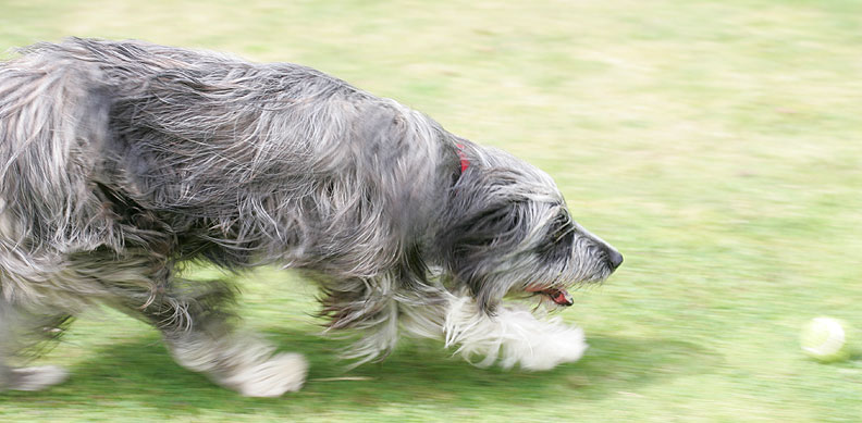 Nell Chasing A Ball
الكلمات الإستدلالية(لتسهيل البحث): Nell bearded collie ball chasing dog hotel dog kennel Lucies Farm
