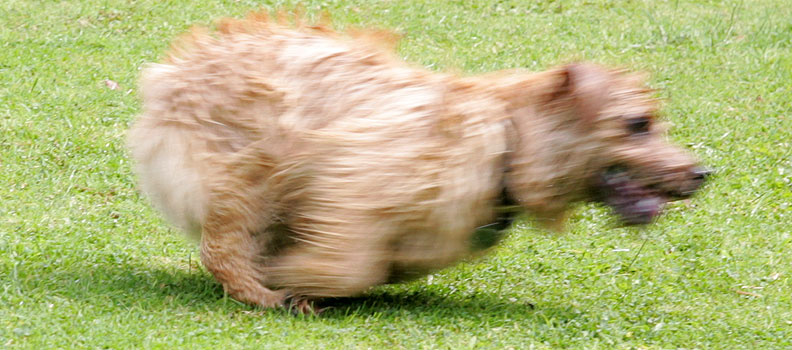 Teddy in Motion
Teddy is just a bundle of energy.  Happy energy.
Klíčová slova: Teddy Norfolk terrier dog hotel dog boarding dog kennel Lucies Farm