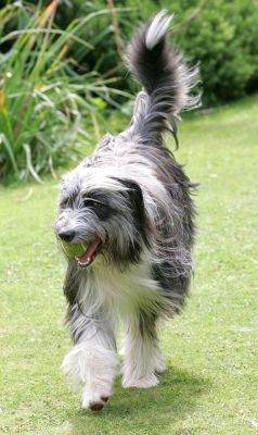 Nell in the Garden
Palabras Clave: Nell bearded collie Lucies Farm dog hotel dog boarding