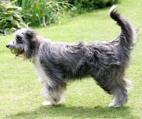 Nell
Ключови думи: Nell bearded collie Lucies Farm dog hotel dog boarding dog kennel