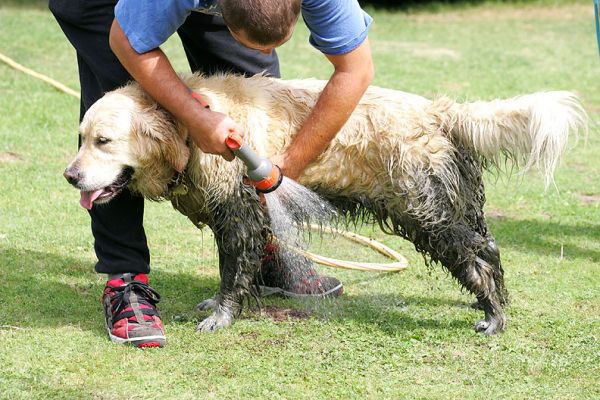 Holly Getting A Hose-Down from Big
She'll get a warm shower later, but it's a hot day and the mud is really quite smelly . . .  Holly likes playing with water --- muddy water, or water from a garden hose.  It's all fun.
Keywords: Holly Golden Retriever mud hose Lucies Farm dog kennel