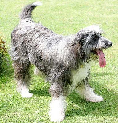 Nell
Waiting for the ball to be tossed.
Λέξεις-κλειδιά: Nell bearded collie Lucies Farm dog hotel dog boarding dog kennel