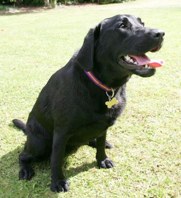 Ellie
Sitting and waiting for us to throw the ball.
Ключові слова: Ellie black Labrador dog hotel dog kennel dog boarding