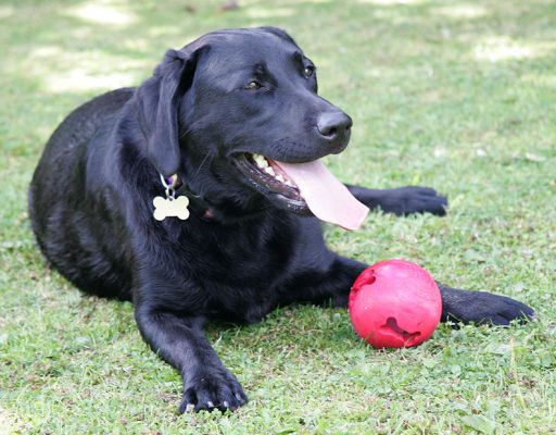 Elie
A bit tired --- sitting with the red ball.
Keywords: Ellie black Labrador red ball dog hotel dog kennel dog boarding