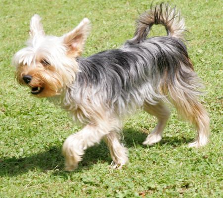 Layla
Playing in the garden on a summer's afternoon.
Ключевые слова: Layla garden Yorkshire terrier dog hotel dog boarding dog kennel