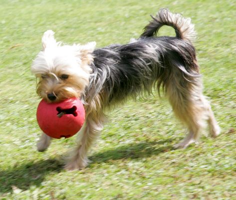 Layla and The Red Ball
The ball is almost larger than Layla, yet she manages to pick it up and run quite fast with it!  Although she's actually a Yorkshire terrier, Layla thinks she's more of a Labrador.
Anahtar kelimeler: Layla Yorkshire terrier red ball catch fetch dog hotel dog boarding dog kennel